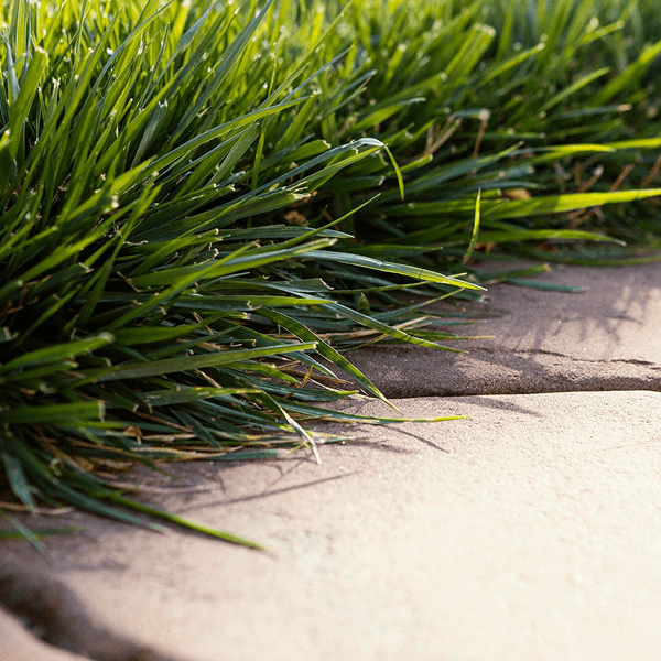 Artificial grass